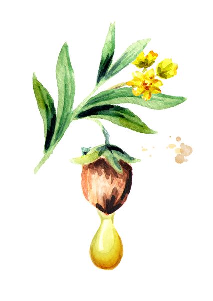 Jojobazweig mit Blüte, Nuss und Öl als Zeichnung