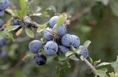 Blackthorn fruit extract