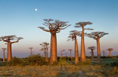 Baobab-Fruchtpulver