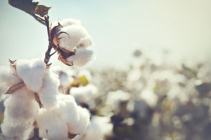 Baumwollsamenöl / Cottonöl