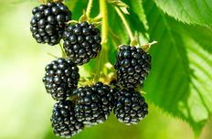 Blackberry oil